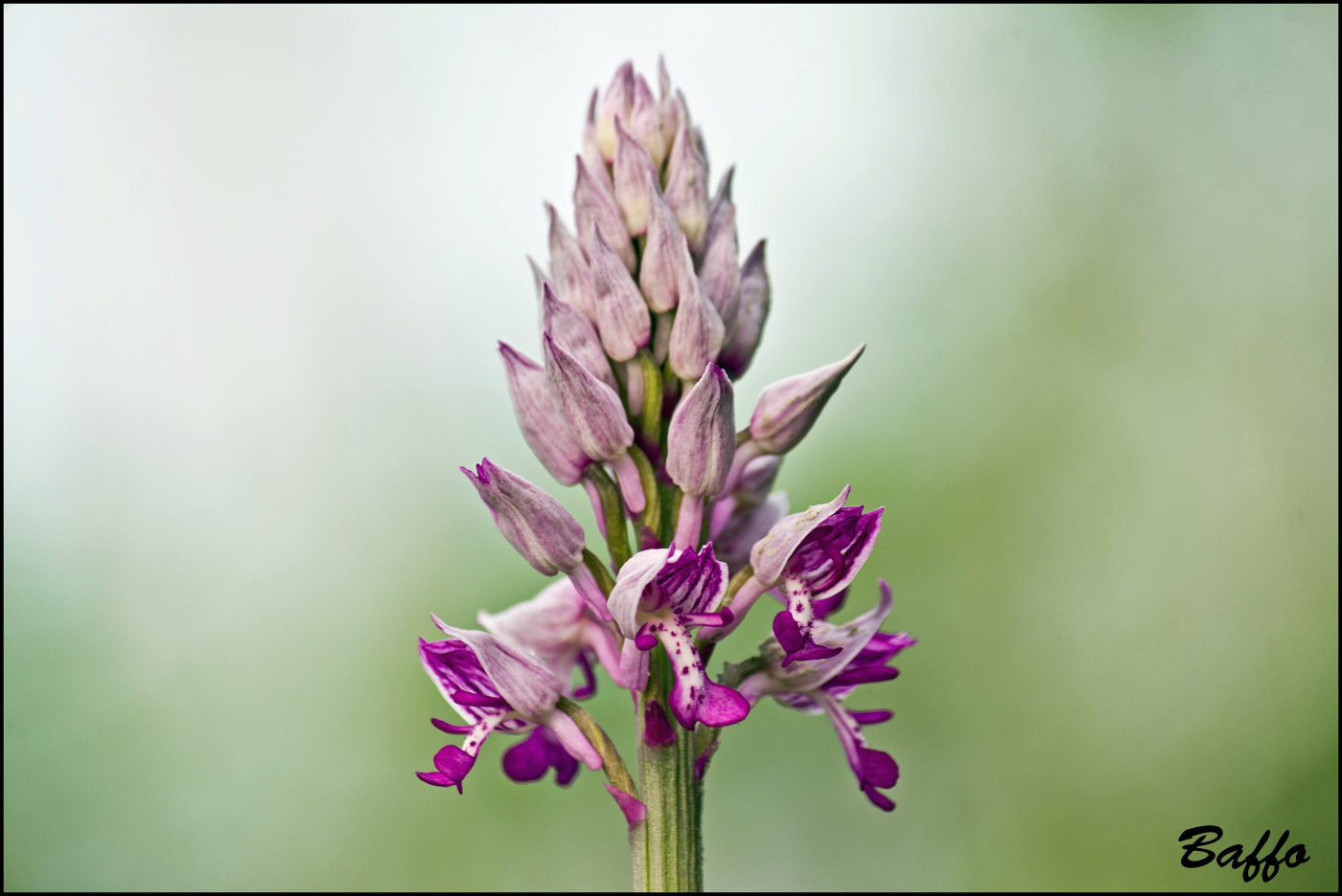 Orchis militaris